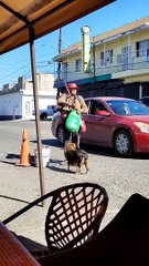 Hombre en Tijuana cargaba perritos recién nacidos dentro de mochila