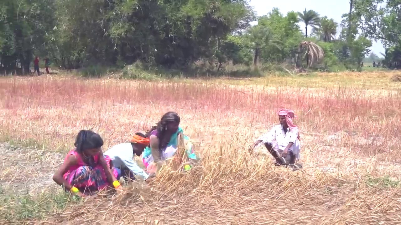 बौना के दू गो मेहरारू करे गेहूं कटनी -- Bhojpuri Comedy Video 2024 -- Dehati Hit Comedy --