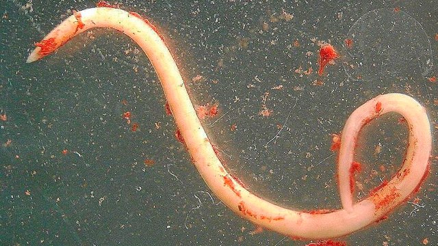 La UE lanza una alerta sanitaria grave por un pescado con anisakis con destino al mercado español