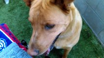 Old film❤️Rocko 6y A594953 Rhodesian Ridgeback mix Full of Love & Energy .. sits (can lay down) playing ball & some hide & seek at Pima Animal Care Center❤️4000 N. Silverbell Tucson AZ on 4-12-2017Adopted4-17-2017