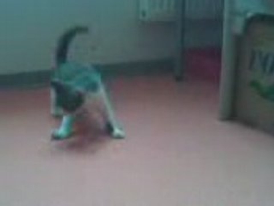 Ki$$-Cool chaton