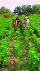 Village Culture, village life , old is gold