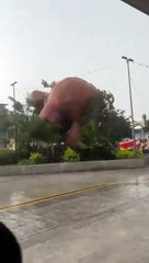 Un ours géant soufflé par la tempête