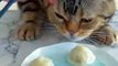Funny Cat Videos of 2024_Cat Video Funnyshorts funny cats shortvideo