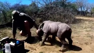 El vídeo megaviral del rinoceronte bebé defendiendo a su madre del veterinario