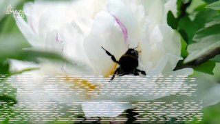 Bumblebees Are As Smart as Humans In One Very Specific Way