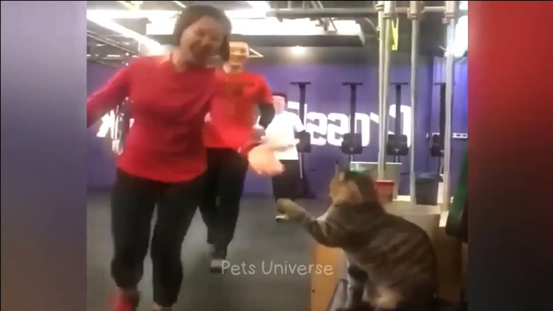 ⁣Pets funny videos part 6  #pets #funny #cats #dogs #2024