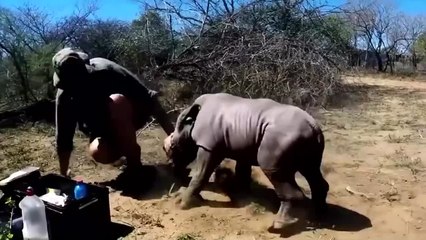 Baby rhino protects his mother