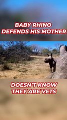 Baby rhino protects his mother