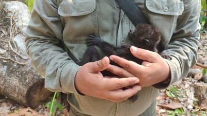 Monos fallecidos en Tabasco