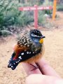 Birds | Funny Birds | Pets | Cute Birds | Birds Sound | Bird Flying | Angry Bird | Trending Birds | Famous Birds | Beautiful Birds | Birds Singing