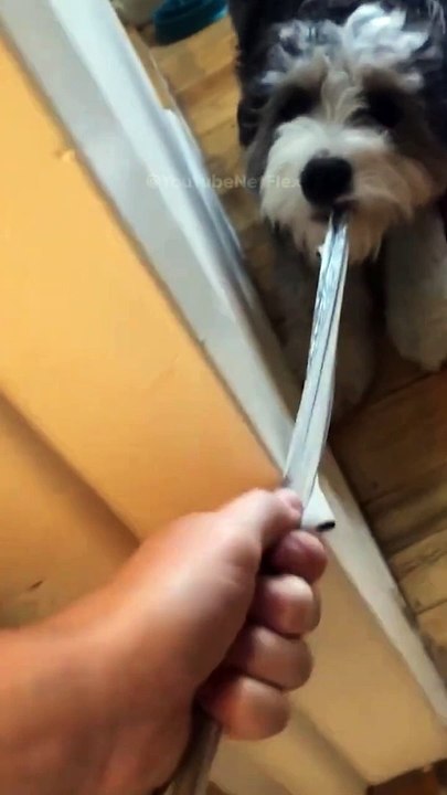 Big fails  #shortsfails #shortvideo #failsvideo (5)