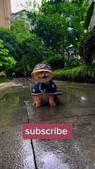 My cat enjoying Rainfall