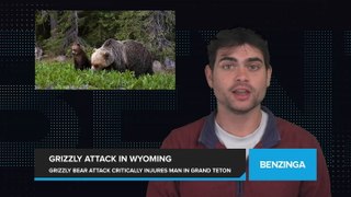 Grizzly Bear Attack Leaves Man in Critical Condition in Wyoming's Grand Teton National Park