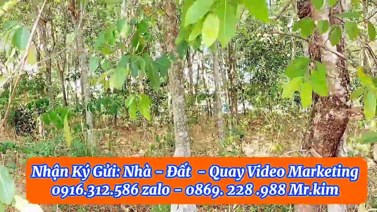 Đất Dầu Tiếng |bán nhanh lô đất kp6 tt dầu tiếng - Giá rẽ#540