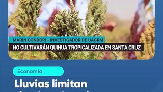 Lluvias limitan siembra de quinua tropicalizada