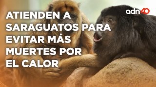 Atienden a saraguatos por altas temperaturas y evitar la muerte de más monos aulladores