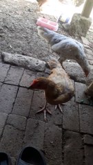 ayam kampung