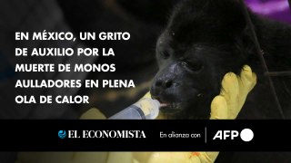 En México, un grito de auxilio por la muerte de monos aulladores en plena ola de calor