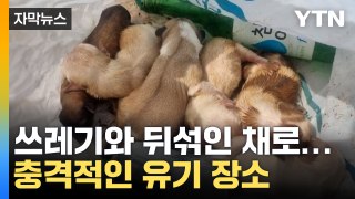 [자막뉴스] 위기 넘겨... 강아지 유기 용의자 추적 / YTN