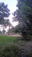 Natural beauty of birds voice