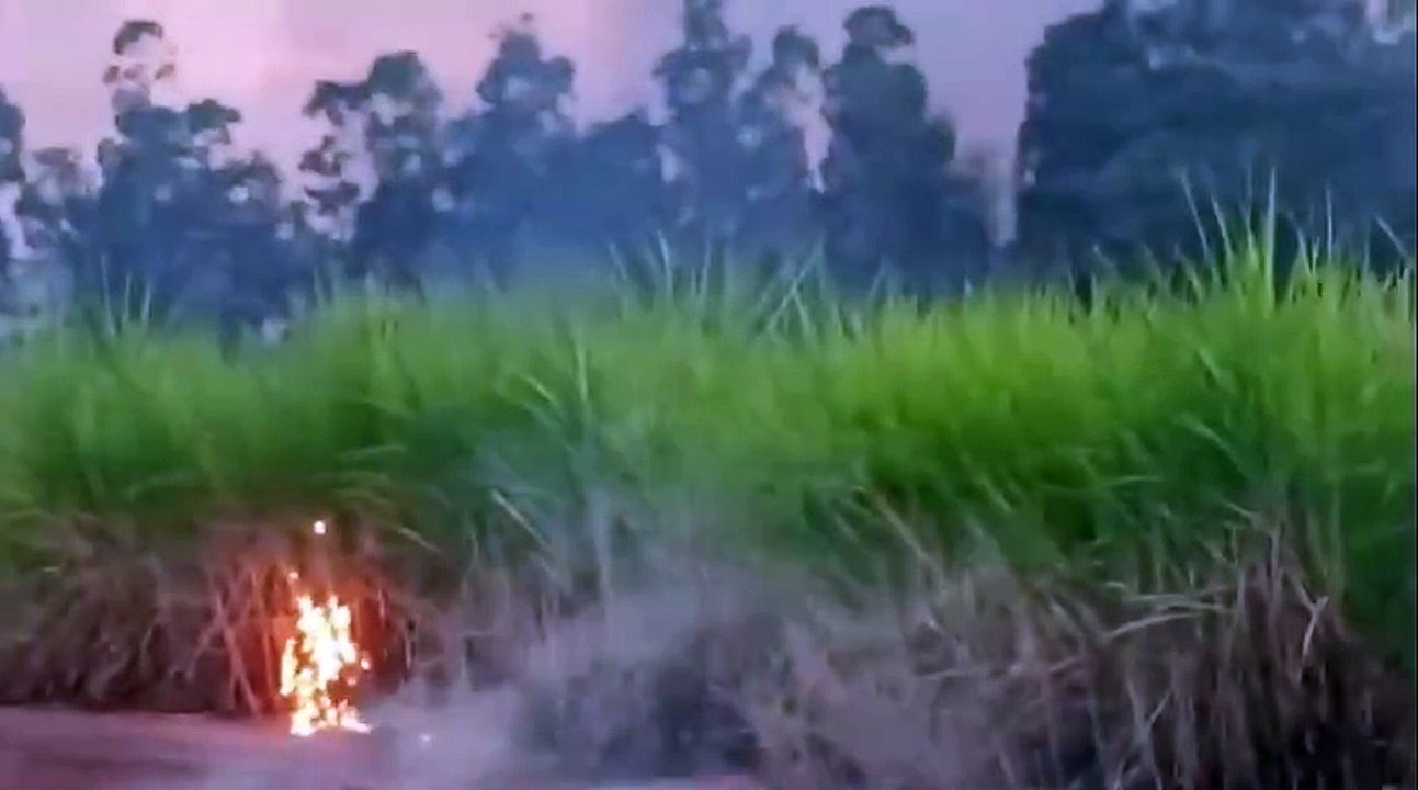 Incêndio destrói grande área de canavial perto do Rio Goioerê em Mariluz