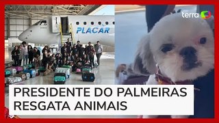 Avião de Leila Pereira resgata cerca de 100 animais no Rio Grande do Sul