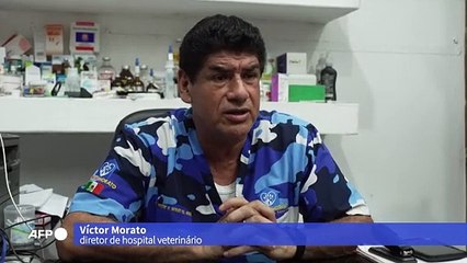 No México, um grito de ajuda pela morte de macacos devido ao calor