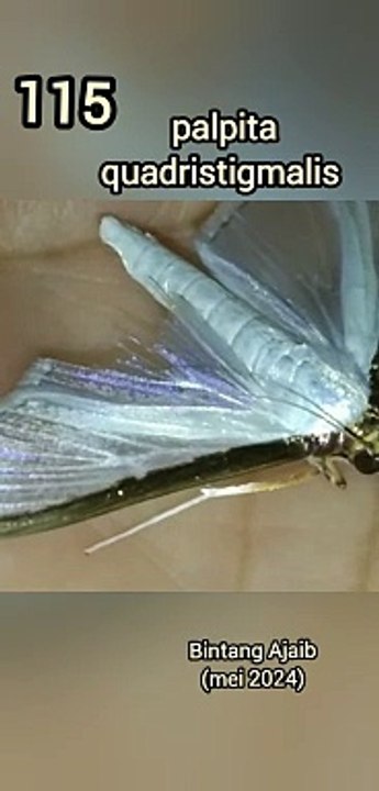 Palpita Quadristigmalus (115)