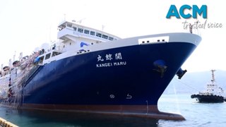 Japan launches ‘mother ship’, first whaling ship built in 70 years