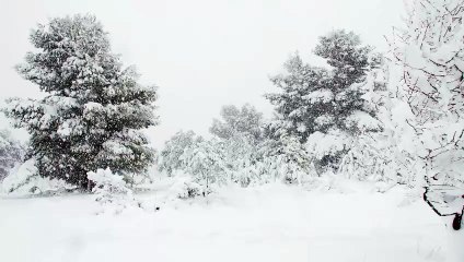 Nevando na Floresta - O Fascínio das Árvores Cobertas de Neve!