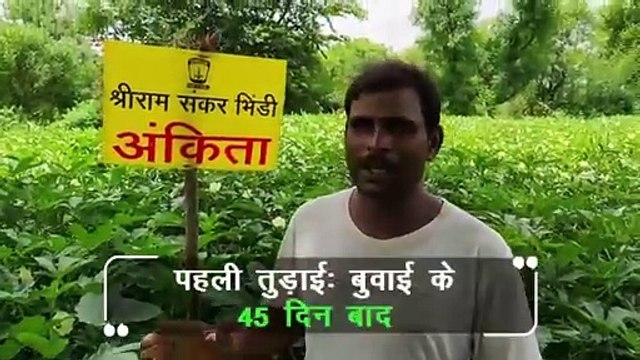 Superior Crop Performance: Shriram Ankita Bhindi Seeds