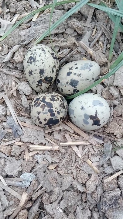 Black and white eggs