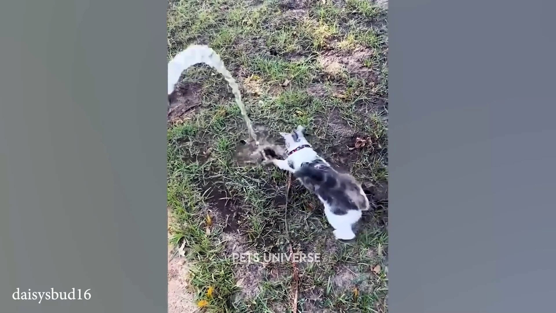 ⁣Pets funny videos part 7  | pets | funny | videos | dogs | cats