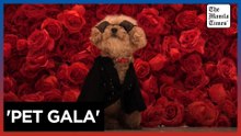 Dogs recreate Met Gala looks