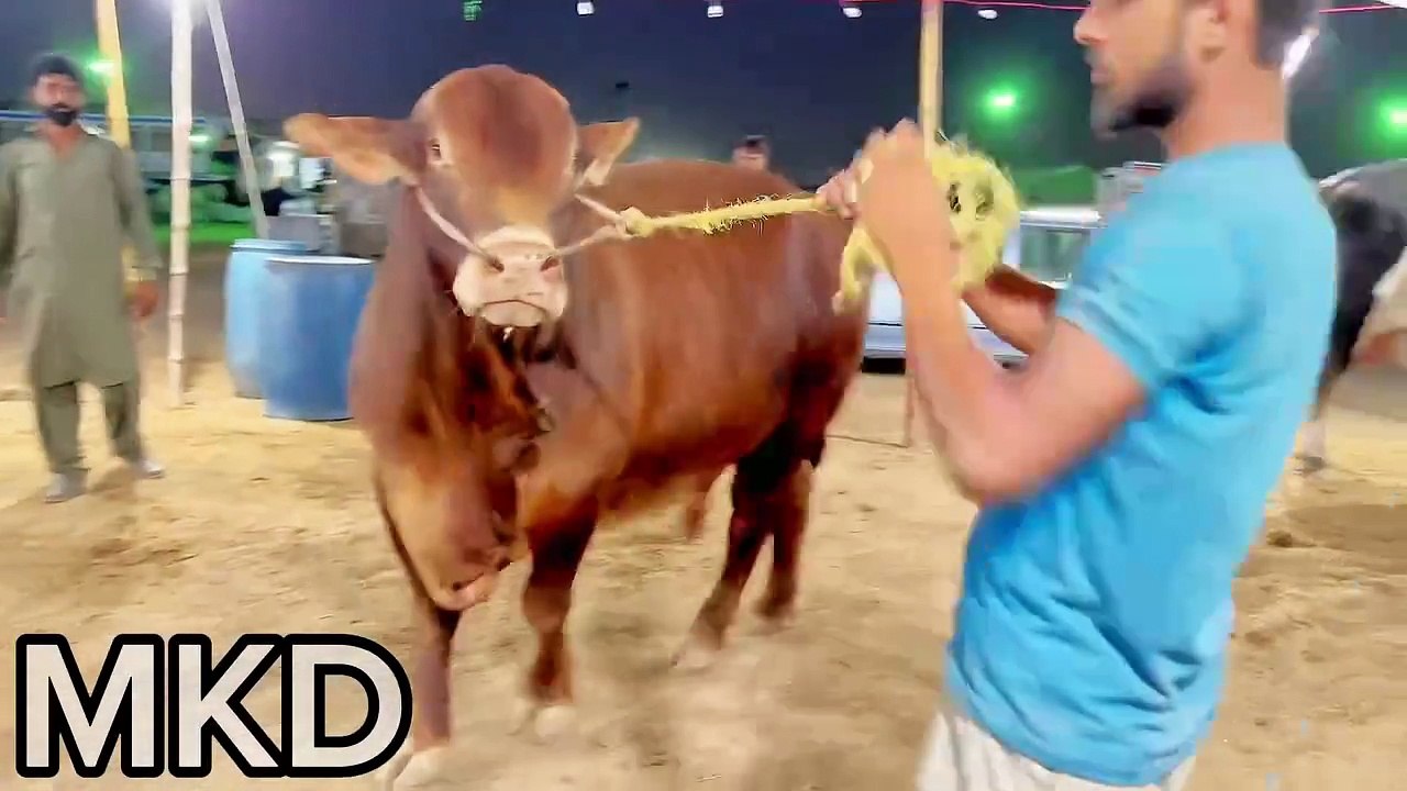 Karachiiiiii Cow Mandi 2024 Update
