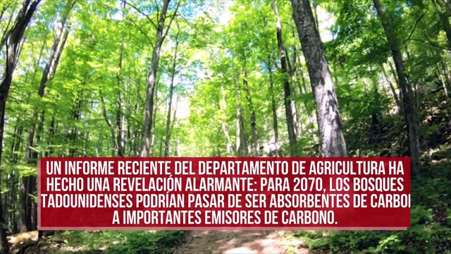 Los bosques estadounidenses dejarán de absorber carbono en 2070