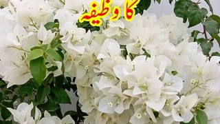 Rizq me barkat ka wazifa | Wazifa for Rizq | Learn Quran