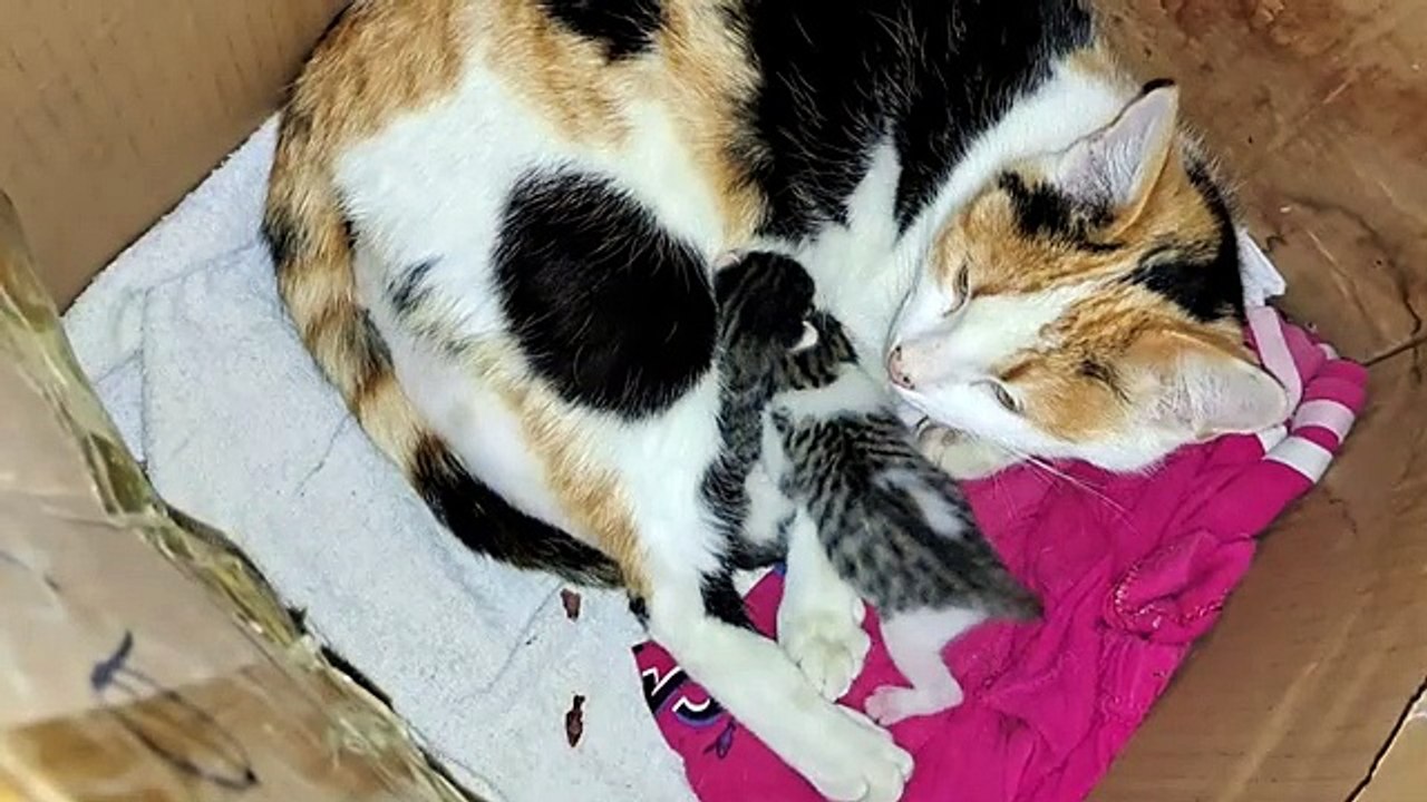 Mother gives milk to her kittens. I took the baby kitten in my hand