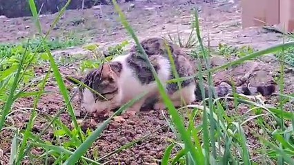 A pregnant Cat and a male Cat are very friendly.