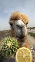 Animal Food and Love. Camel Eating Most Watched.
