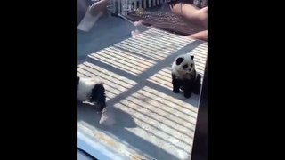 Vous n'avez jamais vu ce chien-panda et pourtant ...