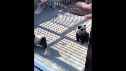 Vous n'avez jamais vu ce chien-panda et pourtant ...