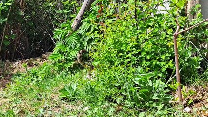 A male street cat caught and ate a lizard.
