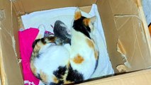 A mother cat nurses and caresses her baby kittens.  Beautiful and cute baby kittens