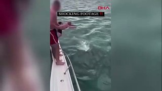 Tekneden katil balinanın üzerine atladı! Yetkililer ‘aptallık’ deyip para cezası verdi