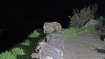 Uzmanlar uyarıyor: "Sakın elle beslenmeyin"