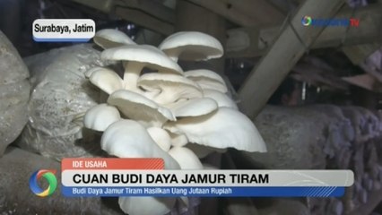 Cuan Budi Daya Jamur Tiram, Sekali Panen Dapat Rp10 Juta