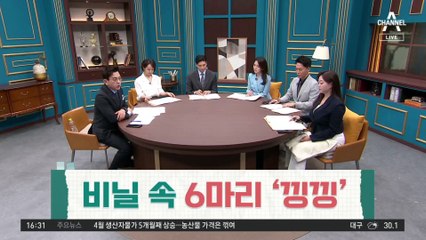 비닐봉지 속 ‘낑낑’…열어보니 6마리 ‘깜짝’