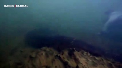 Şoke eden dakikalar: Dünyanın en büyük anakondası ile görüntülendi